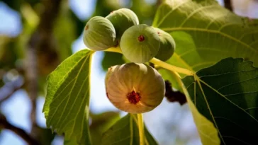 Dwarf Fig Tree