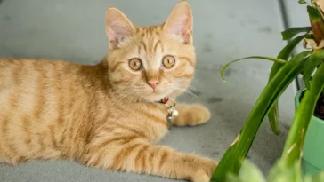 Snake Plant Cats