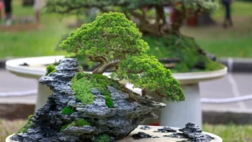 Jade Bonsai Tree