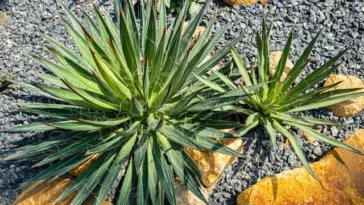 Banana Yucca