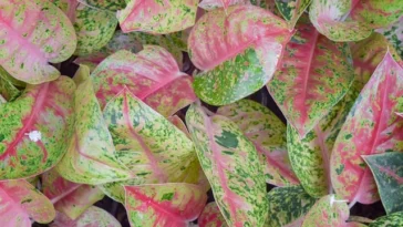 Chinese Evergreen Pink