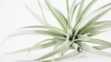 Tillandsia Ionantha