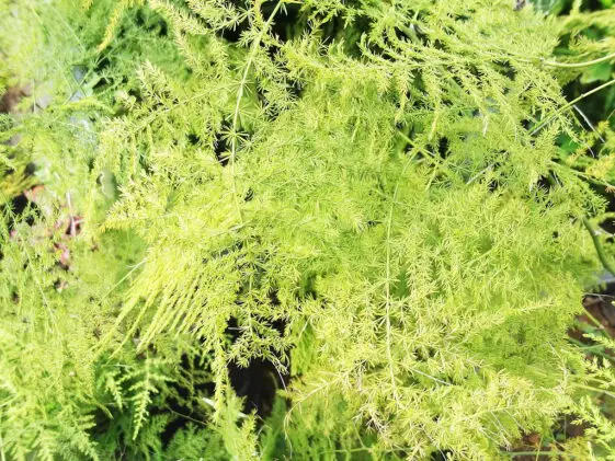 Why is Your Asparagus Fern Turning Yellow - Love Planting