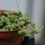 Common Problems with String of Pearls Plant