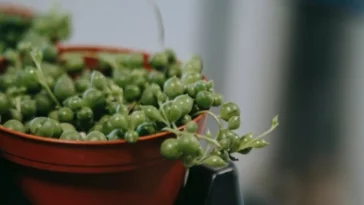 Common Problems with String of Pearls Plant