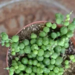 String Of Pearls Propagation