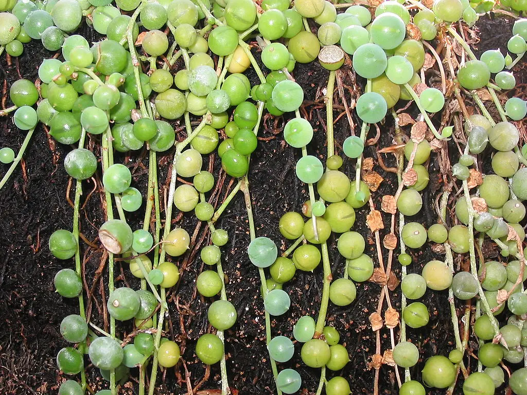 String Of Pearls Propagation A Full Guide Love Planting