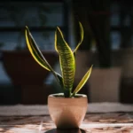 snake plant drooping