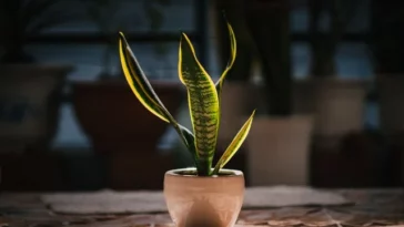 snake plant drooping