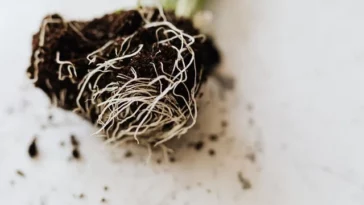 snake plant root rot