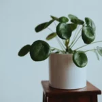 Chinese money plant leaves curling