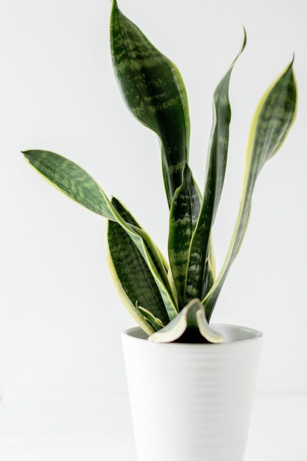 6 Reasons why your Snake Plants leaves are drooping. Love Planting