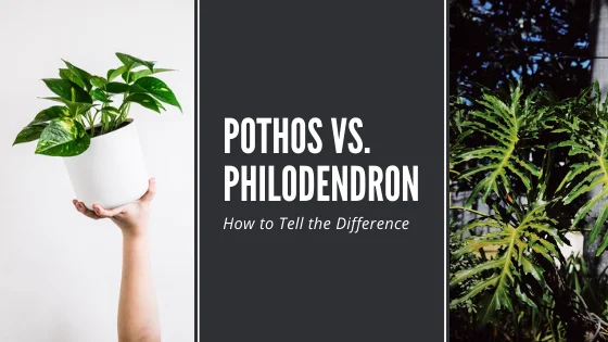 Pothos vs. Philodendron