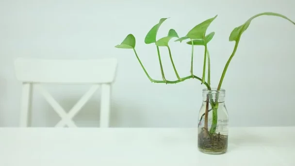 Can You Propagate Pothos Without Node?