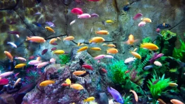 pothos in aquarium