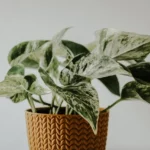 pothos plant propagation