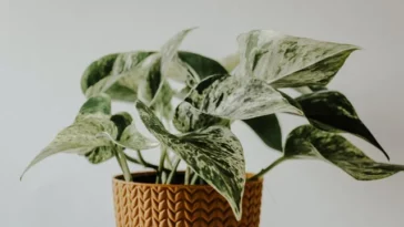 pothos plant propagation