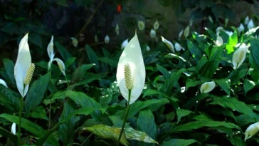 peace lily yellow eaves