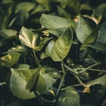 pothos-yellow-leaves
