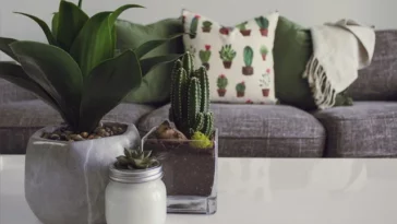 Cactus vs Succulent