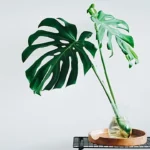 Can you save yellow Monstera leaves?