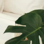 Can Burnt Monstera Leaves Heal?