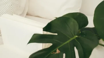 Can Burnt Monstera Leaves Heal?