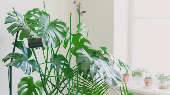 Does Monstera Need Direct Sunlight?