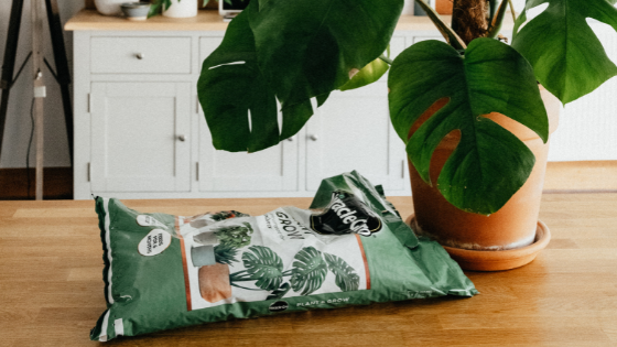 How Do You Care For A Monstera Plant Indoors?