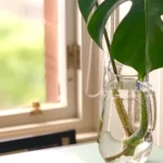 How Do You Encourage Monstera Root To Grow?
