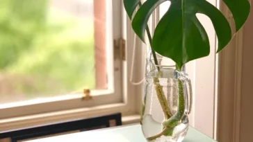 How Do You Encourage Monstera Root To Grow?