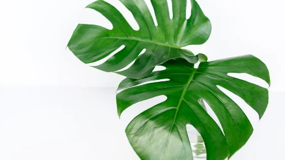 How Long Can A Monstera Stay In Water?