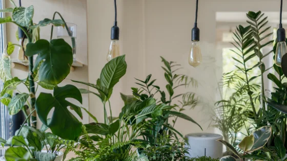 How much light does a monstera need? 