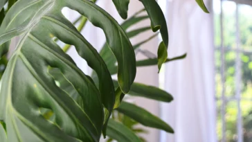 How do you get monstera leaves to uncurl?