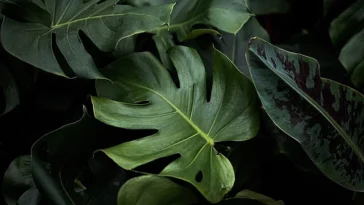 How do you get rid of yellow leaves on Monstera?