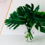 Can Monstera Grow In Water Forever?