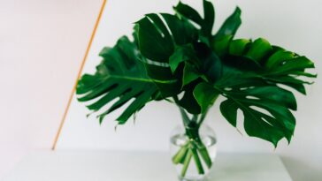 Can Monstera Grow In Water Forever?