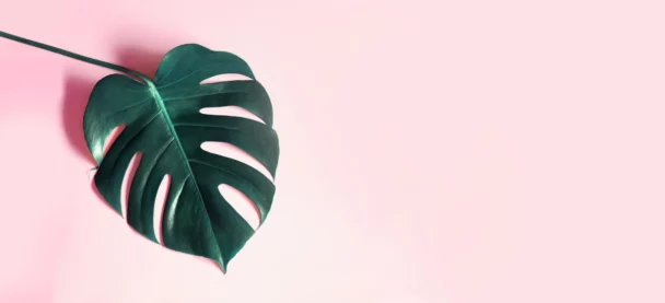 Can You Propagate Monstera From A Leaf?
