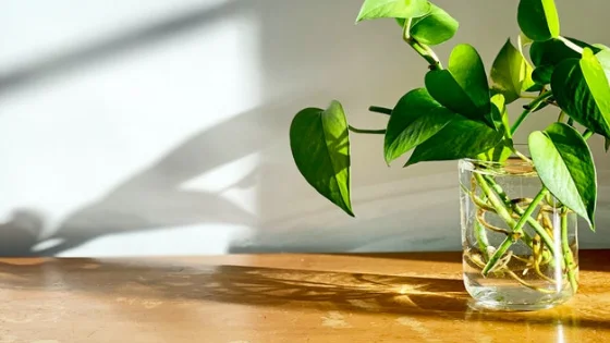 Can You Put Pothos In Front Of A Window?