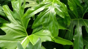 Can Philodendron Be Grown In Water?