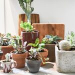 5 beginner-friendly low-light houseplants
