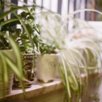 How Do You Fix A Wilted Spider Plant