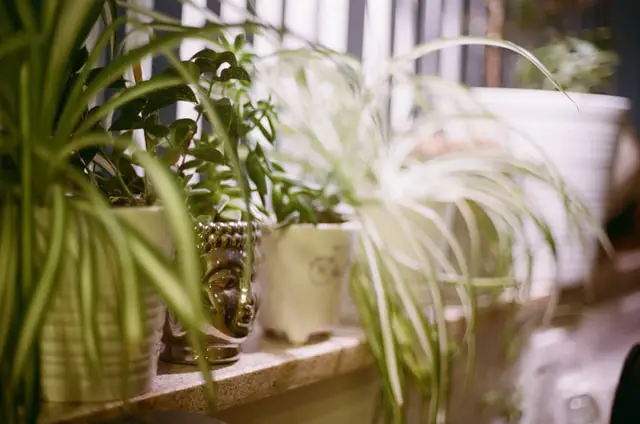 The complete guide to repotting a spider plant