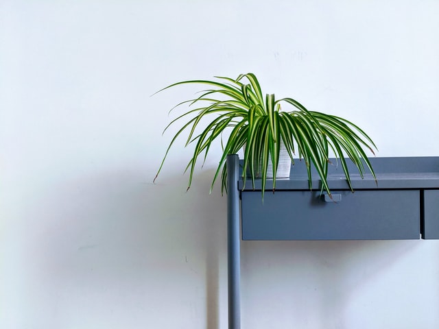 The five simplest houseplants for beginners
