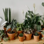 Can you water your houseplants with tap water?