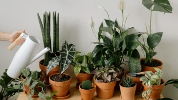 Can you water your houseplants with tap water?