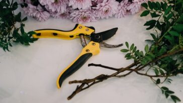 Why Should You Not Be Afraid Of Pruning Your Houseplants?