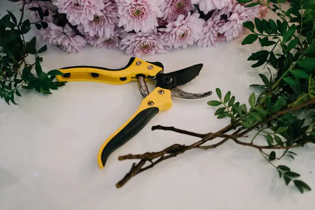 Why Should You Not Be Afraid Of Pruning Your Houseplants?