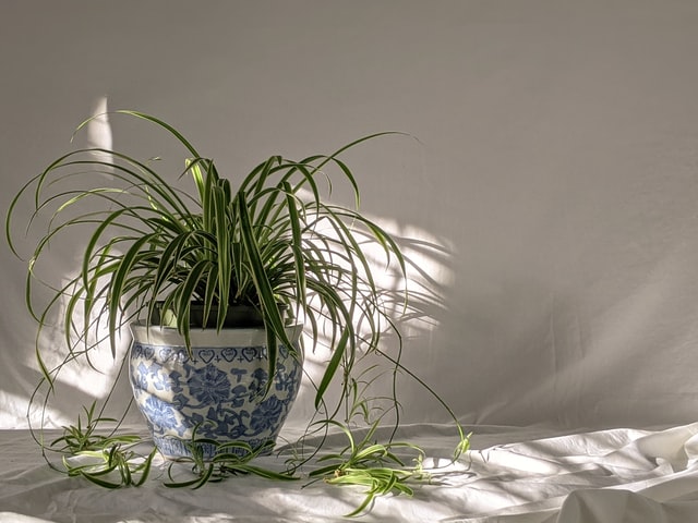 How Do You Fix A Wilted Spider Plant?
