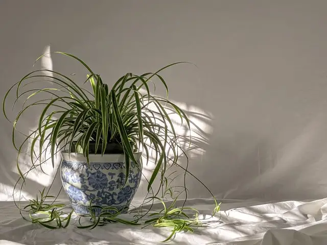 Why Spider Plant Leaves Bend?
